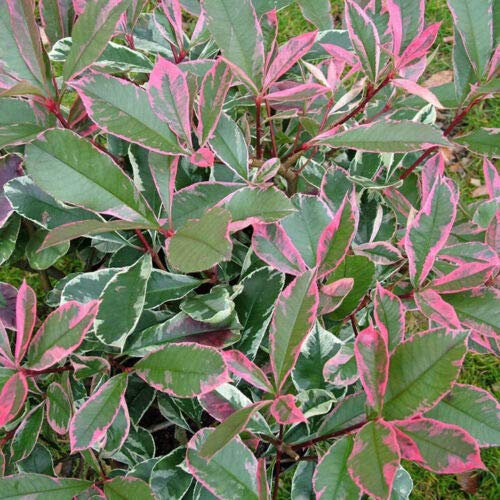 Photinia x Fraseri 'Pink Marble' Fotinia Variegata Pianta da Siepe h.60/80 cm Vivaio di Castelletto