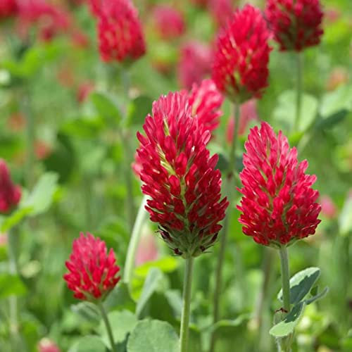 Welldales 100 Wild Italian Crimson Red Clover Seeds Flowering Herb Green Manure to Grow UK