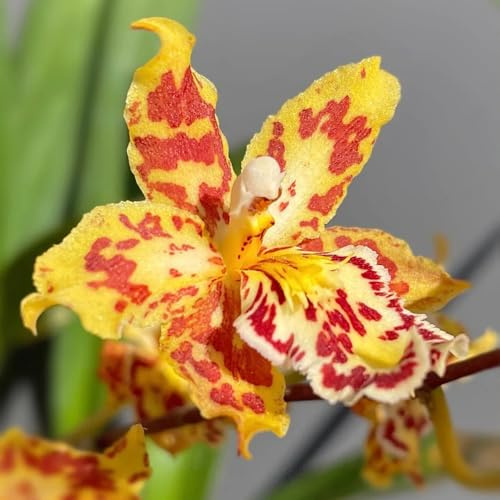 semi di orchidea oncidium - resistenti all'esterno da giardino roccioso resistenti da giardino, decorazione esterno, aiuola con biologici 300pcs