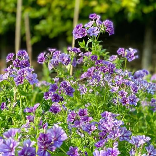 Phlox de alfombra - flox subulata decoraciones de jardín para exteriores semillas balcón jardín rocas decoración semillas prados silvestres decoración 900pcs