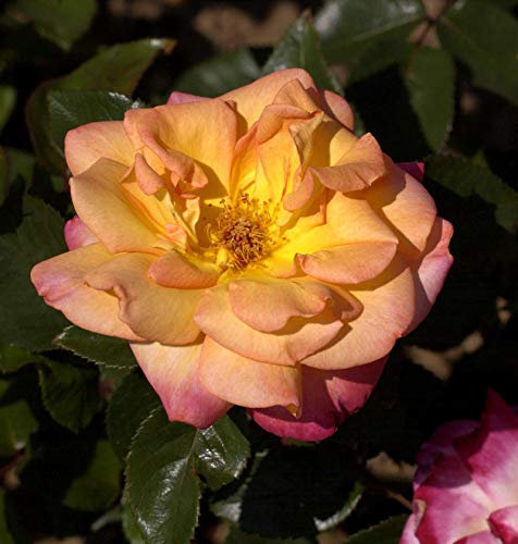 Hochstamm Rose Bellevue 80-100cm - lebende Gartenpflanze aus den Baumschulen