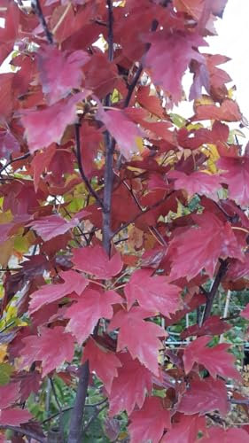 Sorbus torminalis/Alisier torminal/Conteneur de 2 à 2.9 litres Profond/Arbre d'ornement et Fruitier