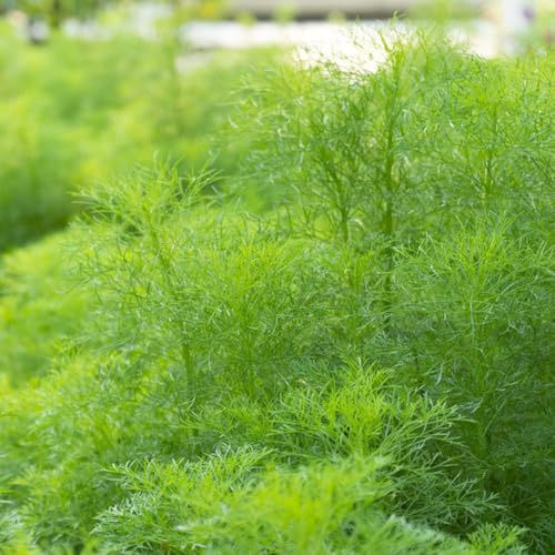 Semi di aneto - semi di aromatiche giardino aromatiche resistenti per giardini rocciosi da giardino selvatiche vecchie varietà esotico da balcone raro 100pcs