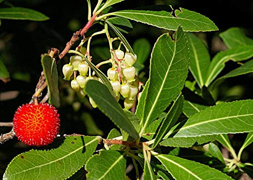 Arbutus unedo Compacta - corbezzolo In 9cm Pot