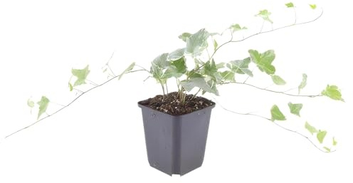 Trendyplants - Hedera helix 'Glacier' - 40 Stück - Buntes Efeu - Winterhart - Höhe 20-30 cm - Topfgröße Ø9cm