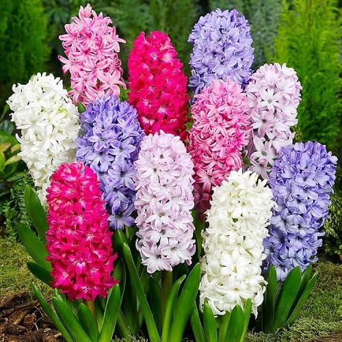 Hyacinth Flower Seeds 30pcs Mixed