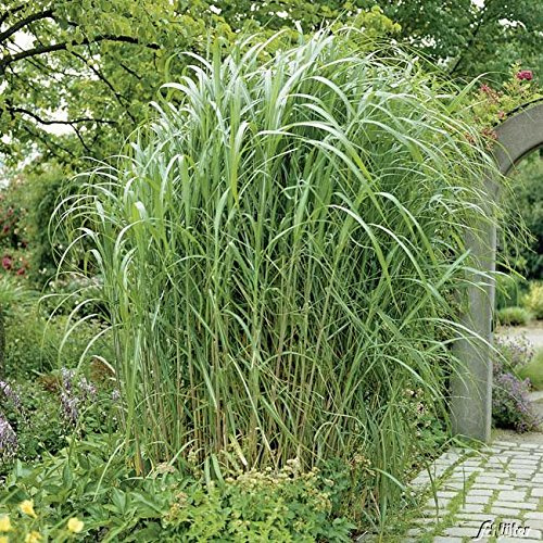 Riesen Chinaschilf Pflanzen - Miscanthus Giganteus - Schilf als Sichtschutz und Schattenspender - Schilfgras für Garten, Teich und Vorgarten - Elefantengras winterfest und pflegeleicht - Pflanzen in T