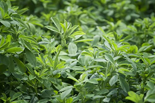 Gründünger Alexandrinerklee Samen 500g Reicht für 100m² Gründüngung Stickstoffbildend Bodendecker Blumensamen AlexLand