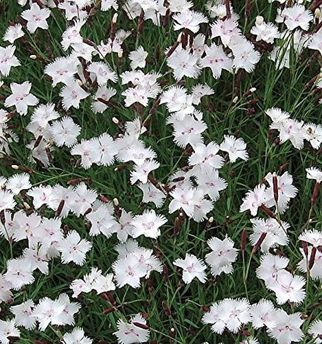 Federnelke Greystone - Dianthus plumarius