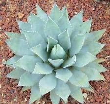 Agave parryi VAR COUSEI Hardy Esotico Succulente Aloe Rare Sementi delle piante 100 semi