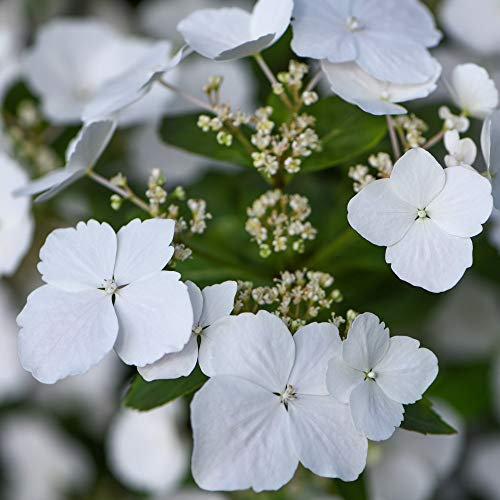 Hydrangea Garden Shrub Neat & Compact Variety with Many White Flowers, Chelsea Flower Show Plant of The Year 2018, 2 x Hydrangea Runaway Bride in a 6L Pot by Thompson & Morgan (2)