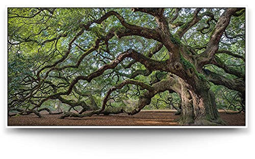 BilderKing Wandbild Baum Alte Eiche - 120cm x 60cm Leinwand auf 2cm Keilrahmen mit Schattenfugenrahmen weiß