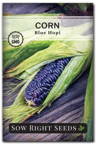Sow Right Seeds - Blue Hopi Corn Seed for Planting - Non-GMO Heirloom Packet with Instructions to Plant and Grow an Outdoor Home Vegetable Garden - Great for Blue Corn Flour Cooking (1)
