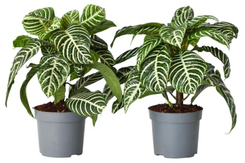 Plant in a Box - Aphelandra squarrosa 'Zebra Pflanze' - Zimmerpflanze - Tropisch - Spezielle Blattstruktur - 2er Set - Topf 13cm - Höhe 25-45cm
