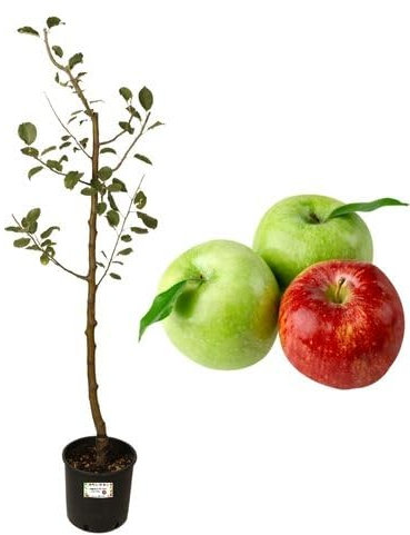 P. Piantine da Orto | Melo Antico Deccio, Pianta in Vaso Diametro 22 cm, Pianta da Frutto in Vaso, Pianta Vera da Esterno, Giardino o Vaso in Terrazza, Vivaio Italiano