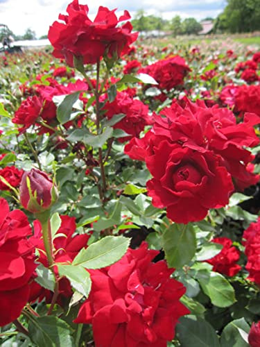 Rosa Happy Wanderer ® - Beetrose - Floribunda Rose - McGredy Rose - ADR Rose