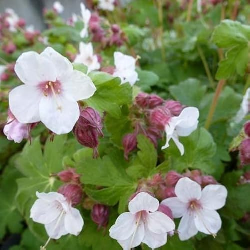 6x Géranium vivace rhizomateux - Geranium macrorrhizum ‘Spessart’ - Godet 9x9cm