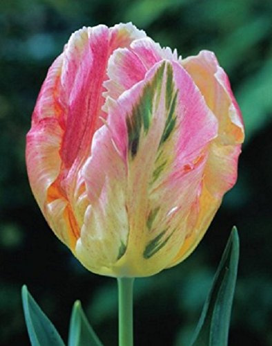 Papagein Tulpen Libretto Parrot Tulpenzwiebeln (10 Blumenzwiebeln)