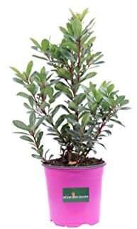Pianta di Corbezzolo o Arbutus Unedo diverse grandezze cespuglio ornamentale da esterno frutto di Corbezzolo pianta vera venduta da eGarden.store (Vaso18 cm)