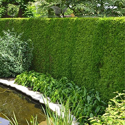 Gardline - Lebensbaum Thuja Brabant 160-180 cm. 3-150 Thuja Pflanzen. Sichtschutz Hecke - 6 St. (ca. 2,5 Meter)
