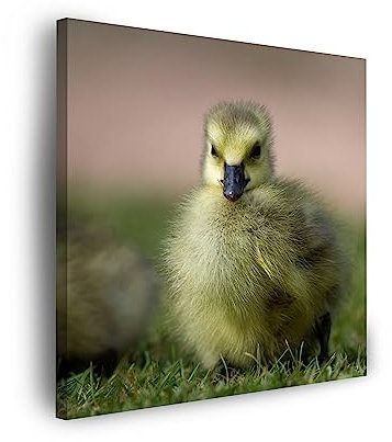 GP TONER Wandbilder Heimdekorationen Leinwandbild Leinwanddruck Tiere Ente 40x40 cm Modern Kunstdruck Leinwandbilder für Ihr Zuhause oder Büro