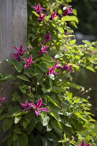 Waldrebe Clematis texensis Princess Diana 60-100 cm winterhart | Kletterpflanze, sommerblühend, insektenfreundlich, frostfest, für Zäune und Pergolen, dekorative Glockenblüten