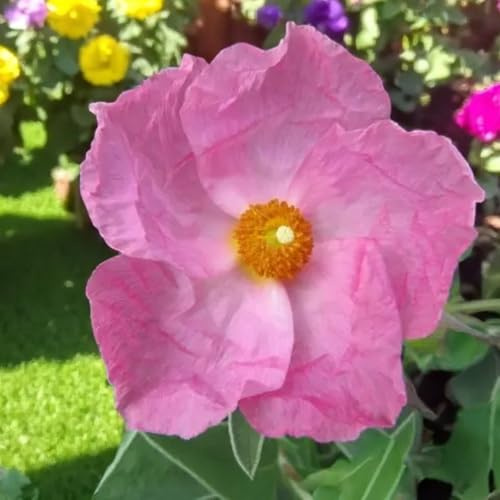 Carbeth Plants Cistus Silver Pink Plant 2 x 9cm Pot - Hardy Evergreen Rock Rose Shrub with Soft Pink Flowers - Easy to Grow Low Maintenance Garden Plant - Perfect for Borders and Containers