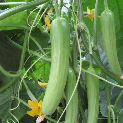 PREMIER SEEDS DIRECT - Cucumber Seeds - DELISTAR F1 (5 Seeds)