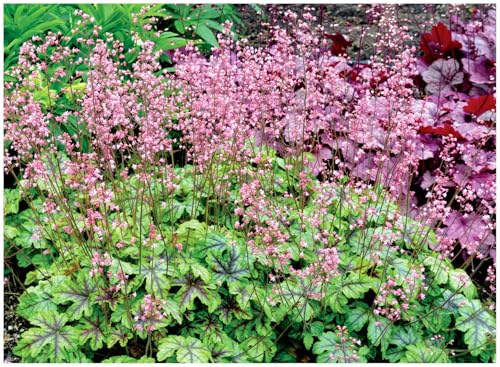 Stauden Gänge 3 x Heucherella Hybride 'Tapestry' Purpurglöckchen/Heuchera | Purpurner Bodendecker für Halbschatten bis Schatten, Blüte Mai bis Juli, mehrjährig, 1 L Topf (11x11 cm)