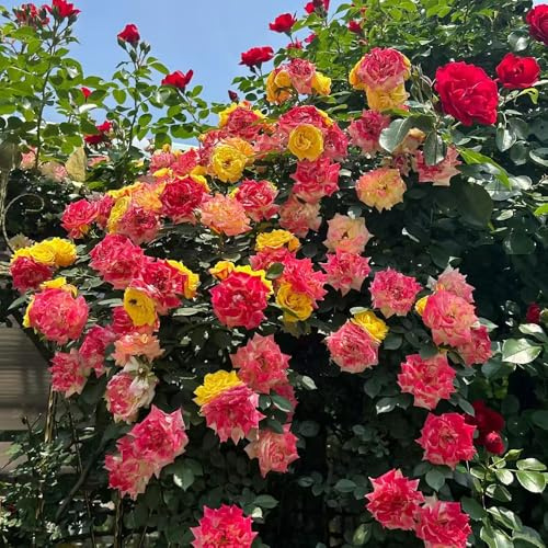 semillas fragantes resistentes del rosal, de ción jardín silvestres interior invernadero balcón 20pcs