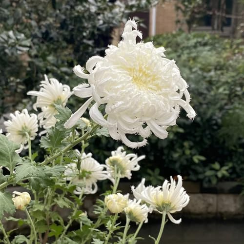 chrysanthemen kräuterpflanzen, balkon chrysantheme gartenblumen, zimmerpflanzen wildblumensamen, hochbeet gartendeko für draußen 120samen