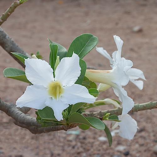 semillas de rosa del desierto (Adenium obesum) en de balcón Parterres elevados el jardín variedades orgánicas tradicionales Cubresuelos resistentes 4pcs