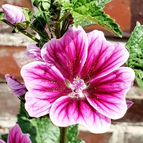 semillas de malva decoración jardín balcón resistentes raro 125pcs