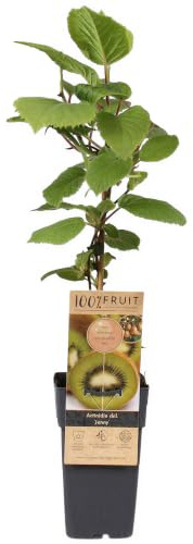 Kiwi Jenny | Plante de kiwi Actinidia | Plants de kiwi prêts pour le jardin extérieur