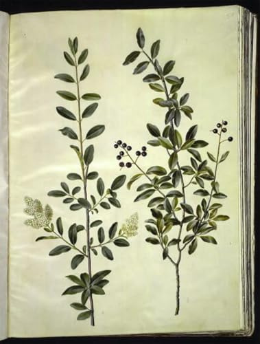 MVOVZQCV Famous Prints Picture portrait painting Common Privet by Hans Simon Holtzbecker Classic Canvas Paintings for Home Decor 60x90cm