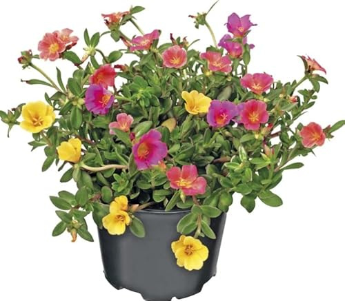 Verdolaga Natural Planta Viva de Cultivo Sostenible y Ecológico