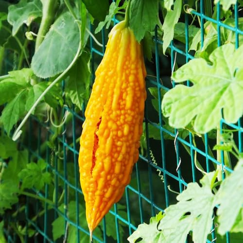 calabaza amarga - melón amargo - balcón invernadero melón amargo trepadoras exóticas semillas de de verdes orgánicas exóticas sostenibles Comprar 200semillas