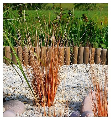 Stauden Gänge 1 x Carex buchananii 'Firefox' im 1 Liter Topf (Ziergras/Gräser/Winterhart/Mehrjährig/Immergrün) Fuchsrote Neuseeland-Segge - Dynamik und Farbe für jede Jahreszeit