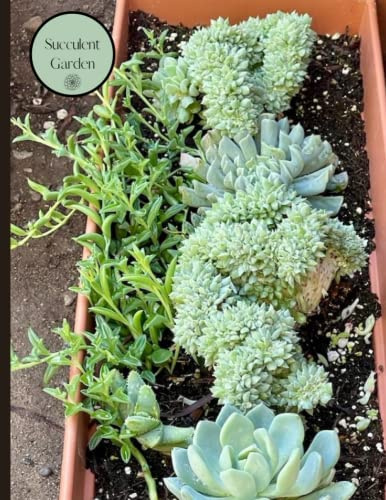 Succulent Garden: Stylish, elegant and artful composition notebook 8.5x11 Blank wide ruled line notebook paper 100 sheets.