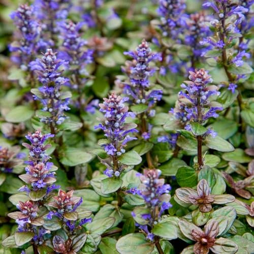 Carbeth Plants 2X Ajuga Reptans Chocolate Chip in 1L Pot. Bugleweed (2)