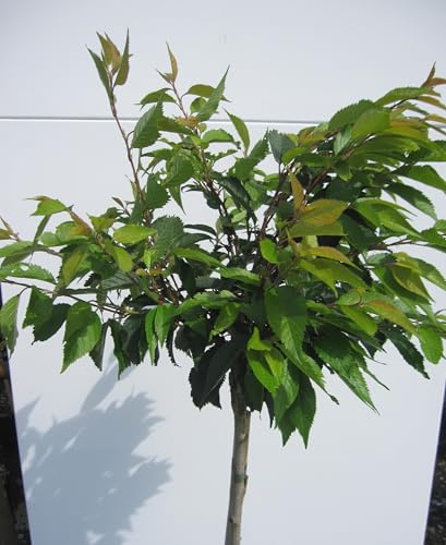 Hochstamm Rosa Winterkirsche Autumnalis - Prunus subhirtella - Stamm 80cm + Krone