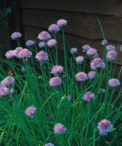 seedsown 50 graines - Sedum- glaucophyllum