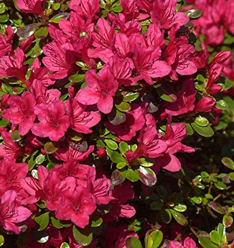 Japanische Azalee Hino Crimson 50-60cm - Rhododendron obtusum - Zwerg Alpenrose - lebende Gartenpflanze aus den Baumschulen