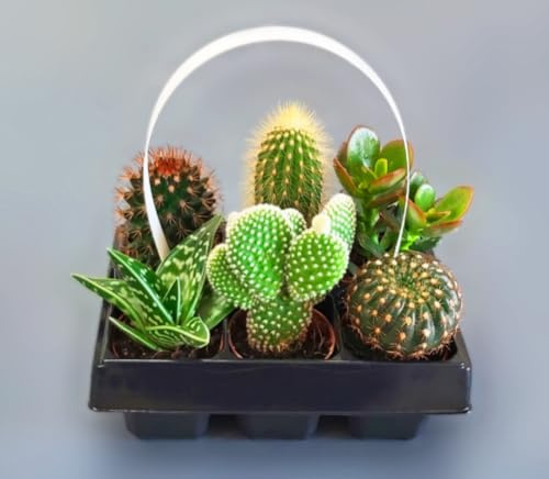 Pack de 6 plantas Cactus y Suculentas Carry, de 12 cm en maceta de 5,5 cm. Plantas compactas, decorativas y fáciles de cuidar en cualquier espacio. Segura Garden.