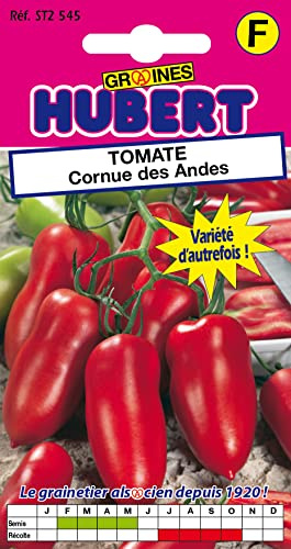 Graines de Tomate Cornue Des Andes, 12 Graines