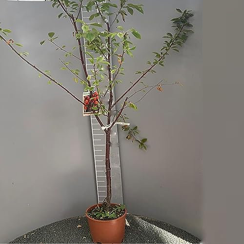 SAVINI VIVAI Plantes fruitières Cerisier Burlat en pot 22-24 cm 2-3 ans Hauteur 130-150 cm