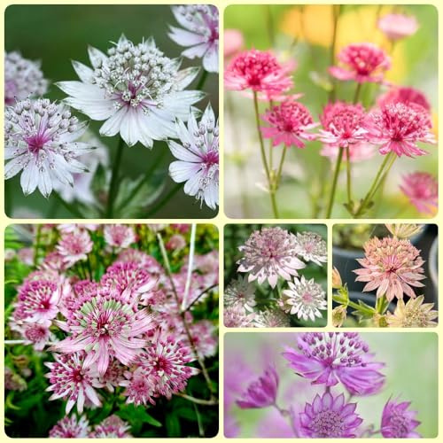 Semi di ombrella stellata - semi di campo perenni Astrantia maggiore - perenne da balcone 250pcs