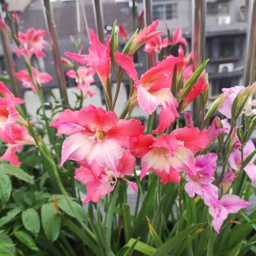 12bulbi di gladioli da resistenti, giardino di gladiolo a primaverile, decorazioni resistenti all'esterno