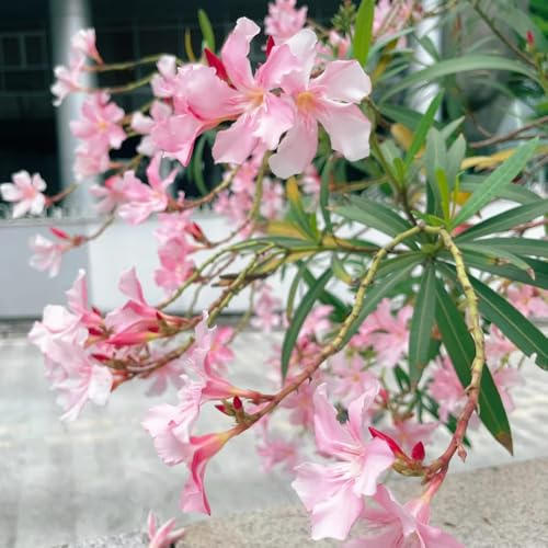semi di oleandro, giardino di arbusti Nerium oleandro, acquistare di oleandro da esterno resistenti vecchie varietà perenni 35pcs