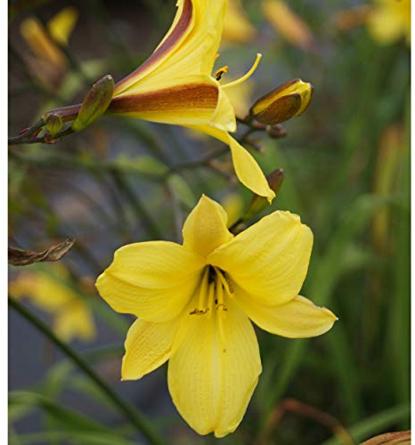 Blumixx Stauden Hemerocallis Hybride 'Corky' – Taglilie, gelb blühend, winterharte Staude, pflegeleicht, für Beet